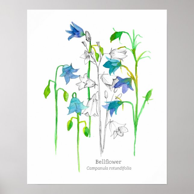 Bellflower Botanische Kunstsprache der Blume Poster (Vorne)