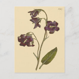 Bellflower-Zahnfleischblüte Postkarte