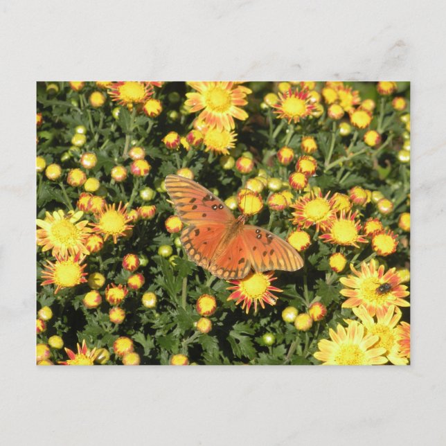 Bellingrath Butterfly Postkarte (Vorderseite)