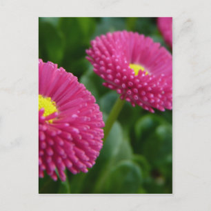 Bellis perennis Pomponette English Daisies Postkarte