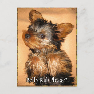 Belly Rub für einen Yorkie? Postkarte