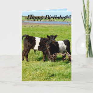 Belted Galloway Baby Calves, Birthday Karte