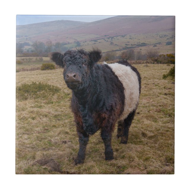 Belted Galloway Stehend Stolz auf Dartmoor Fliese (Vorderseite)