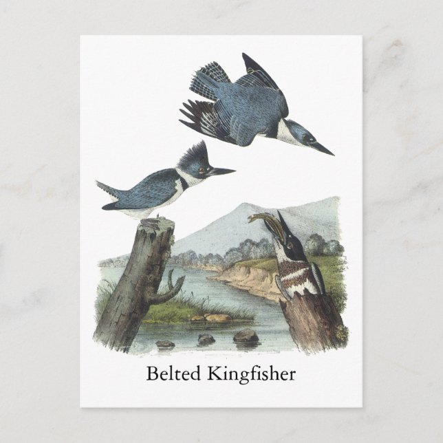 Belted Kingfisher, John Audubon Postkarte (Vorderseite)
