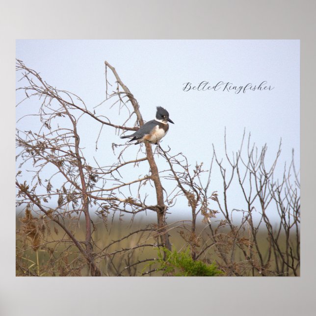 Belted Kingfisher Photo Poster (Vorne)