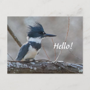 Belted Kingfisher Postcard Postkarte