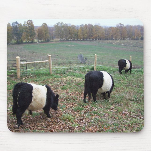 Beltie Cow Herd Auf dem Weg Mousepad (Vorne)