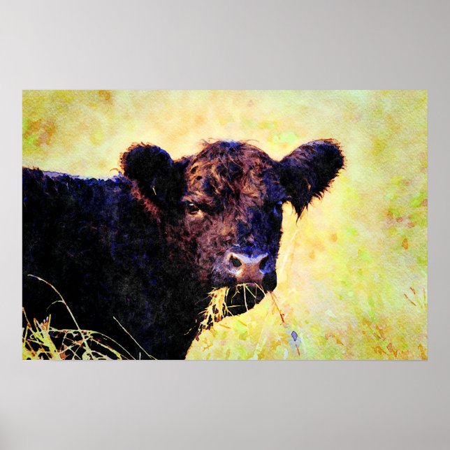 Beltie Kuh Aquarellmalerei Galloway Art Poster (Vorne)