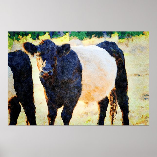 Beltie Kuh Aquarellmalerei Galloway Art Poster (Vorne)
