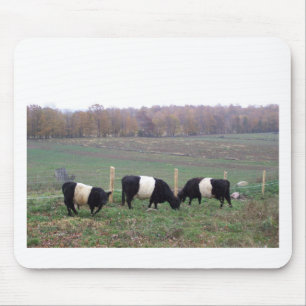 Beltie Kuh-Herde im Fall Mousepad