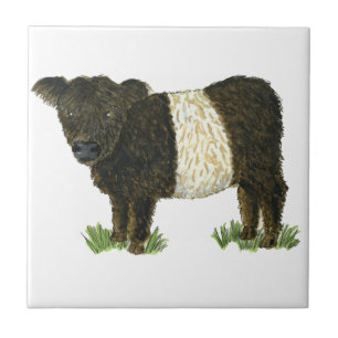 "Beltie" umgeschnallter Galloway Fliese