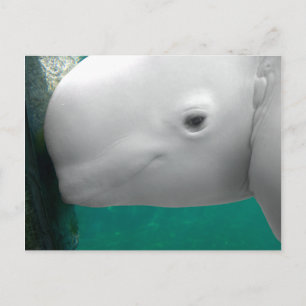 Beluga Watching Postcard Postkarte