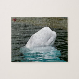 Beluga Whale Alaska Puzzle