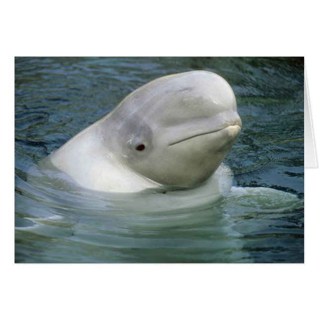 Beluga Whale, Delphinapterus leucas) (Vorderseite (Horizontal))