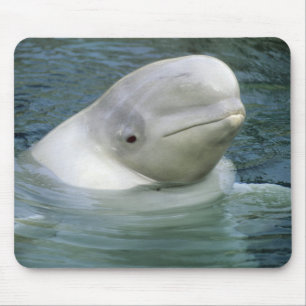 Beluga Whale, Delphinapterus leucas) Mousepad