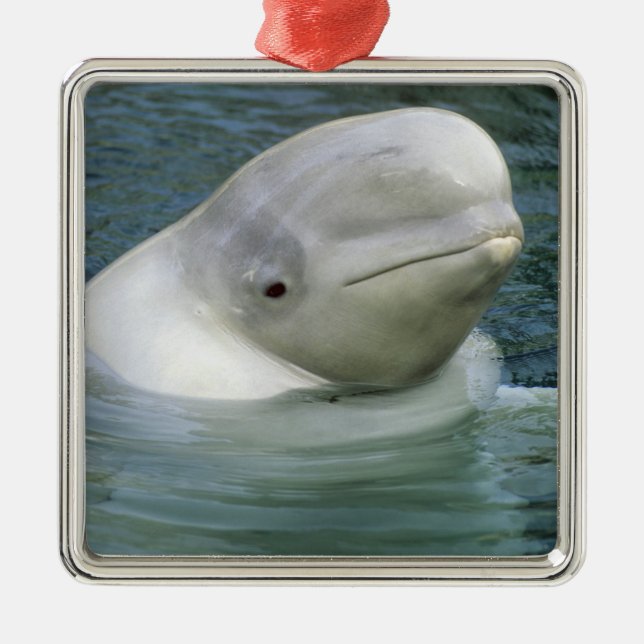 Beluga Whale, Delphinapterus leucas) Ornament Aus Metall (Vorne)