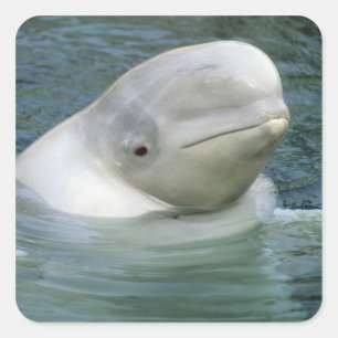 Beluga Whale, Delphinapterus leucas) Quadratischer Aufkleber