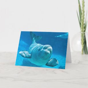 Beluga Whale Karte