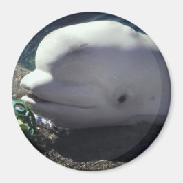 Beluga Whale Magnet