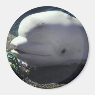 Beluga Whale Magnet