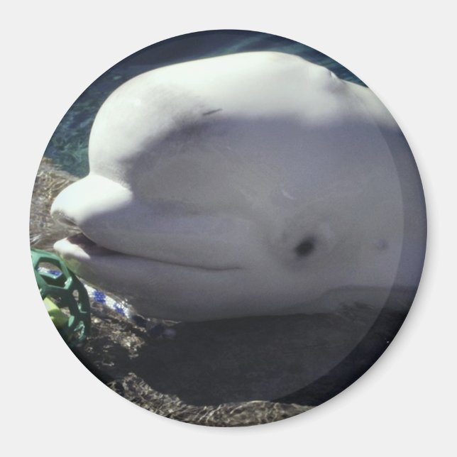 Beluga Whale Magnet (Vorne)