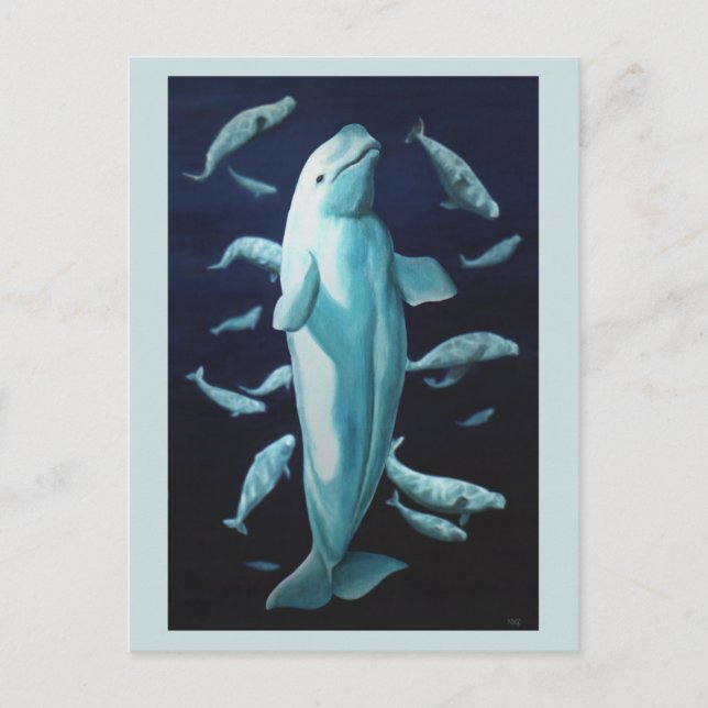 Beluga Whale Postkarten Beluga Whale Art Cards (Vorderseite)