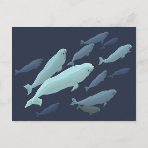 Beluga Whale Postkarten Beluga Whale Card Anpassen