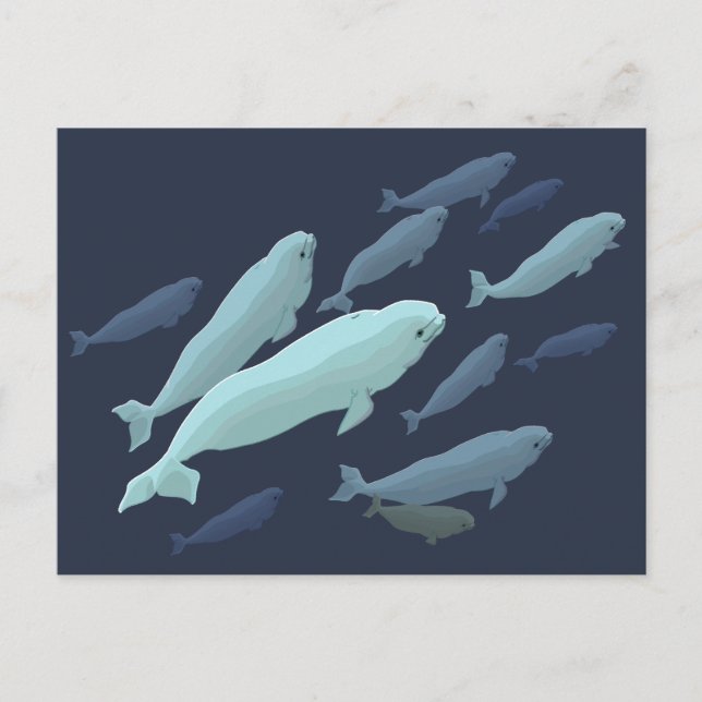 Beluga Whale Postkarten Beluga Whale Card Anpassen (Vorderseite)