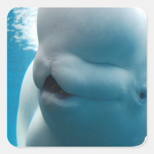 Beluga Whale Stickers