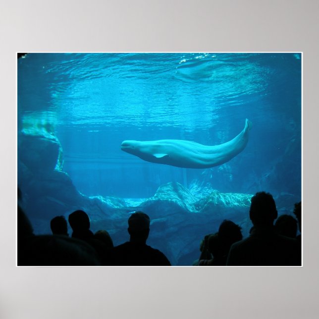 Beluga Whales III Poster (Vorne)
