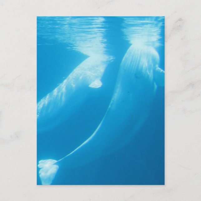 Beluga Whales Postcard Postkarte (Vorderseite)