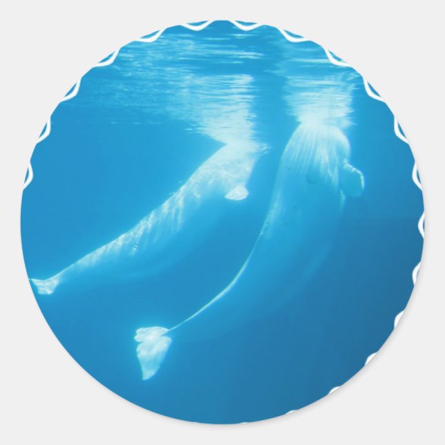 Beluga Whales Stickers (Vorderseite)