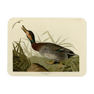 Bemaculated (Brewer's Duck, Audubon Birds America Magnet