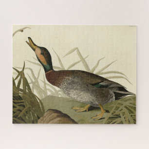 Bemaculated (Brewer's Duck, Audubon Birds America Puzzle