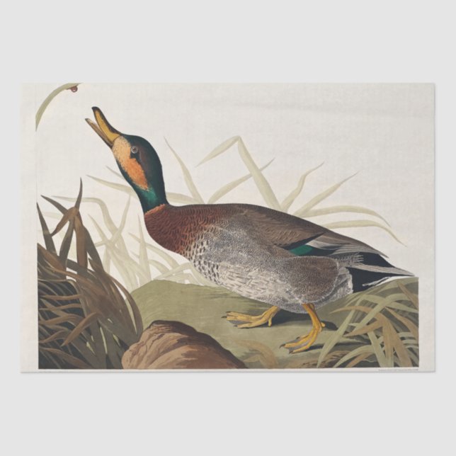 Bemaculated Duck from Birds of America (1827) Seidenpapier (Vorderseite)