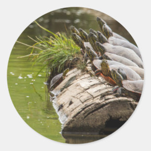 Bemalte Schildkröten sonnen sich in einem Teich Runder Aufkleber