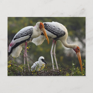 Bemalte Störche & Jungtier im Nest,Keoladeo Postkarte