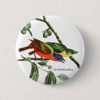 Bemaltes Bejagen, Audubon, Birdwatcher Finch Bird,