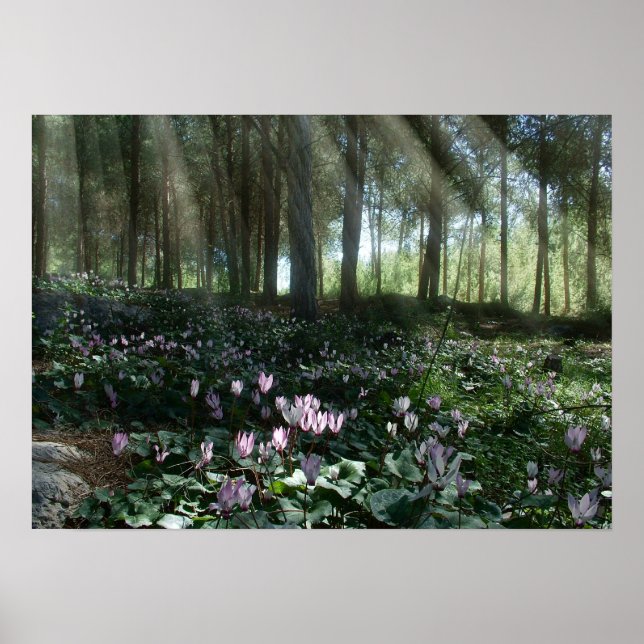 Ben Shemen Forest in Israel, Heiliges Land Poster (Vorne)