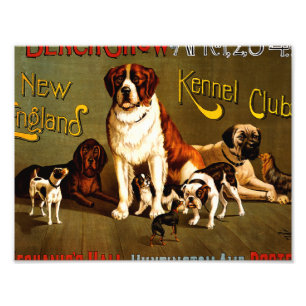 Bench Show. Kennel Club Fotodruck
