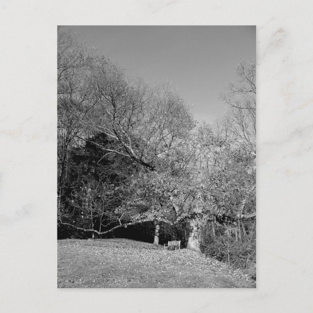 Bench unter Tree Postkarten (Vorderseite)