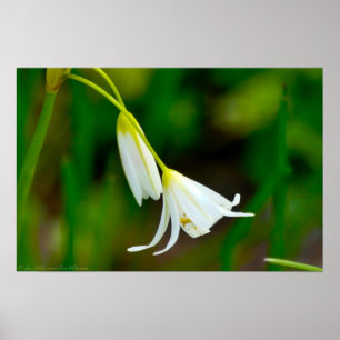 "Bending with Grace" False Knolic Poster