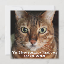 Bengal-Katzen-Gesichtsfoto "Ja, ich liebe dich....
