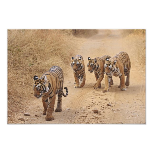 Bengal-Tiger Fotodruck (Vorne)