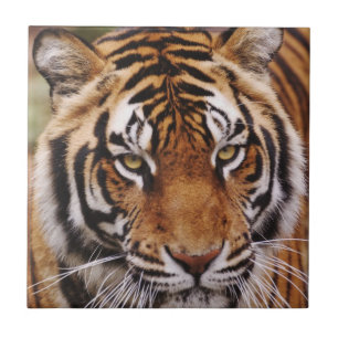 Bengal Tiger, Panthera tigris Fliese