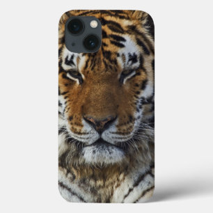 Bengal Tiger, Panthera tigris, Louisville Zoo, Case-Mate iPhone Hülle