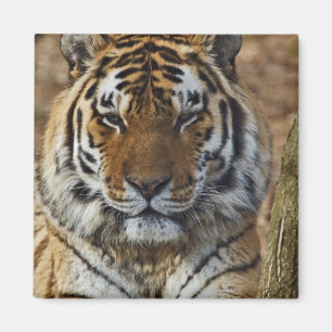 Bengal Tiger, Panthera tigris, Louisville Zoo, Magnet