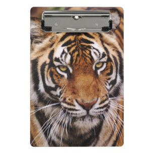 Bengal Tiger, Panthera tigris Mini Klemmbrett