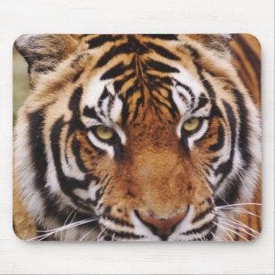 Bengal-Tiger, Panthera tigris Mousepad