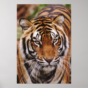 Bengal-Tiger, Panthera tigris Poster